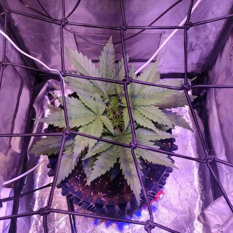 Double Cookies growlog timeline photo