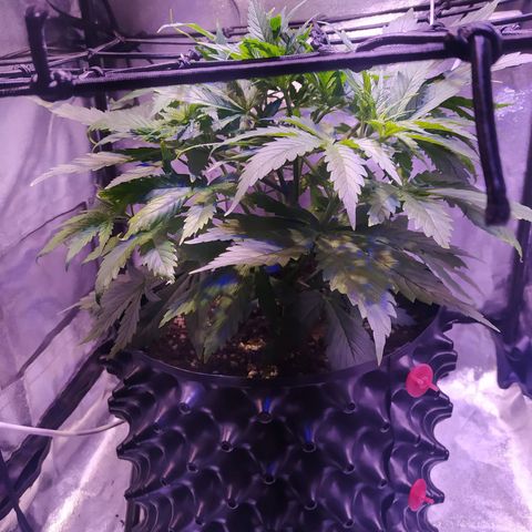 Double Cookies growlog timeline photo