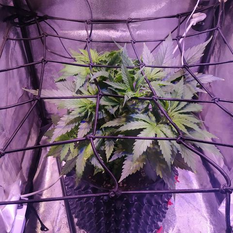 Double Cookies growlog timeline photo