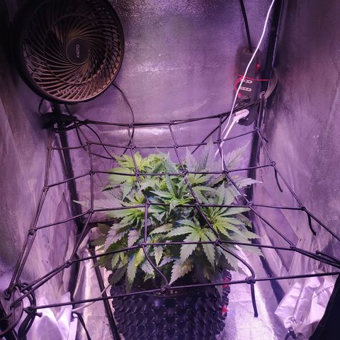 Double Cookies growlog timeline photo