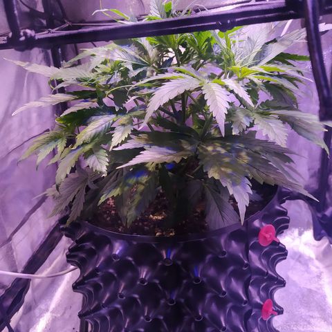 Double Cookies growlog timeline photo