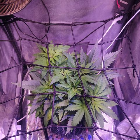 Double Cookies growlog timeline photo
