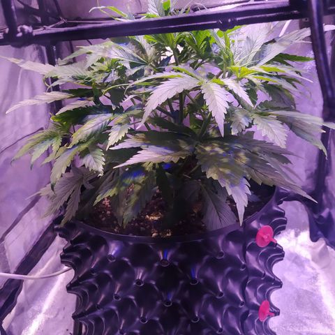 Double Cookies growlog timeline photo