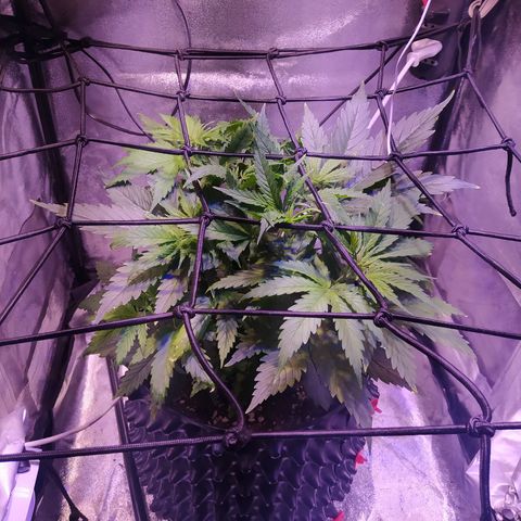 Double Cookies growlog timeline photo