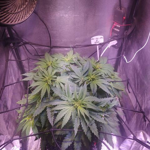 Double Cookies growlog timeline photo