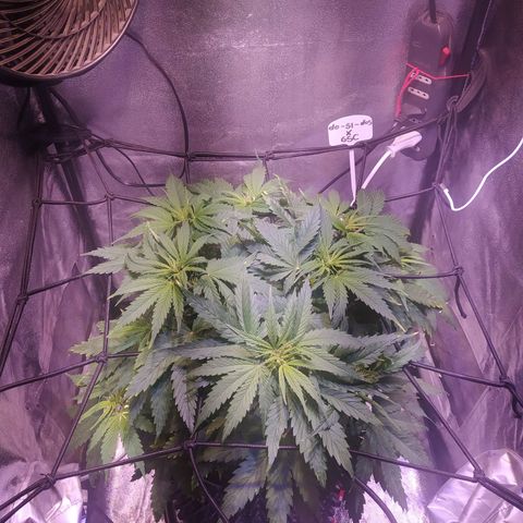 Double Cookies growlog timeline photo