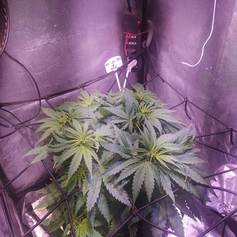 Double Cookies growlog timeline photo