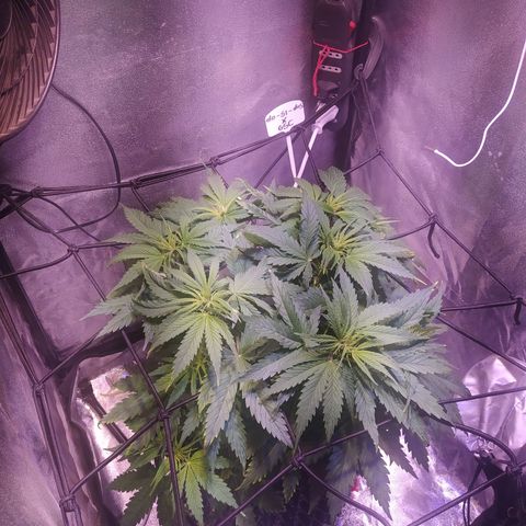 Double Cookies growlog timeline photo