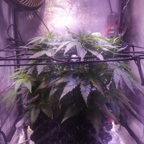 Double Cookies growlog timeline photo
