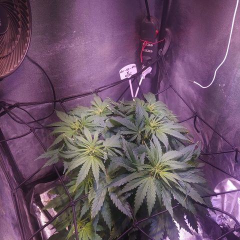 Double Cookies growlog timeline photo