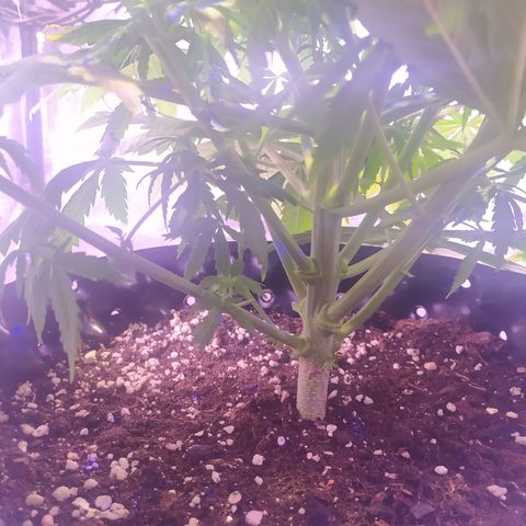 Double Cookies growlog timeline photo