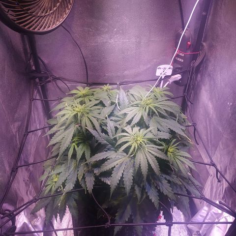 Double Cookies growlog timeline photo