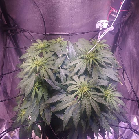 Double Cookies growlog timeline photo