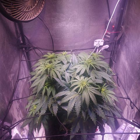 Double Cookies growlog timeline photo