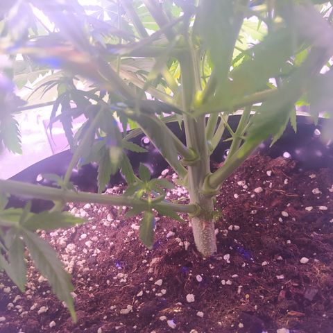 Double Cookies growlog timeline photo