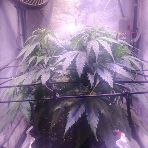 Double Cookies growlog timeline photo