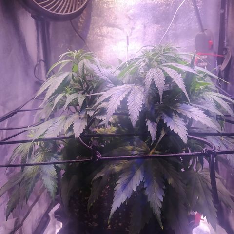 Double Cookies growlog timeline photo