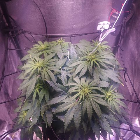Double Cookies growlog timeline photo