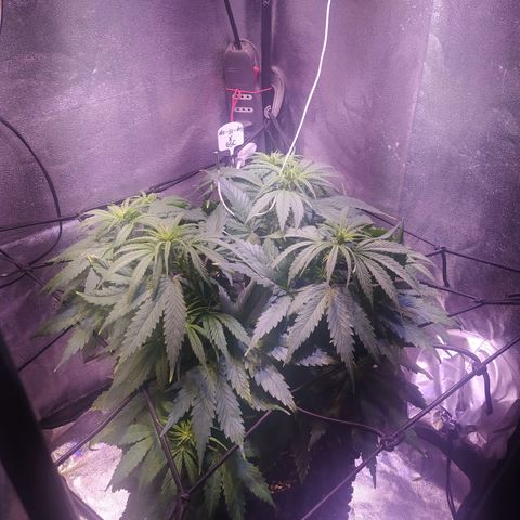 Double Cookies growlog timeline photo