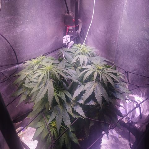 Double Cookies growlog timeline photo