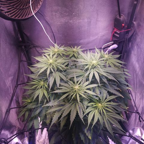 Double Cookies growlog timeline photo
