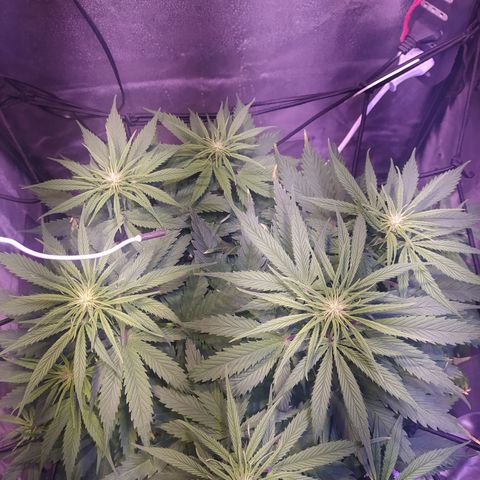 Double Cookies growlog timeline photo