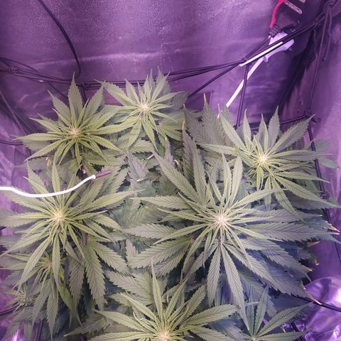 Double Cookies growlog timeline photo