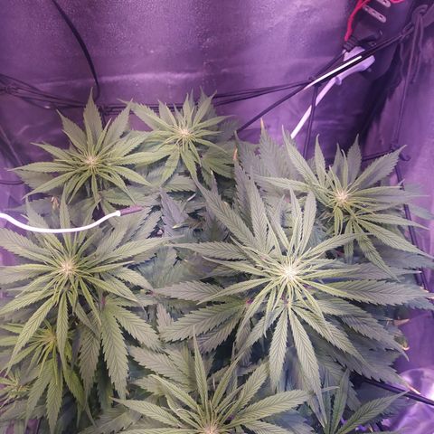 Double Cookies growlog timeline photo