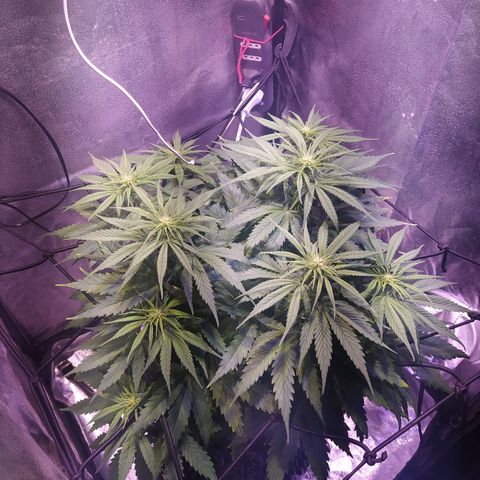 Double Cookies growlog timeline photo