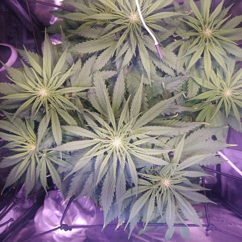 Double Cookies growlog timeline photo