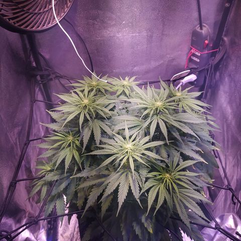 Double Cookies growlog timeline photo