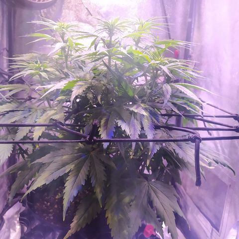 Double Cookies growlog timeline photo