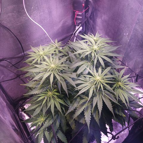 Double Cookies growlog timeline photo