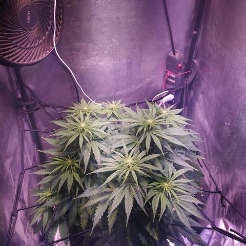 Double Cookies growlog timeline photo