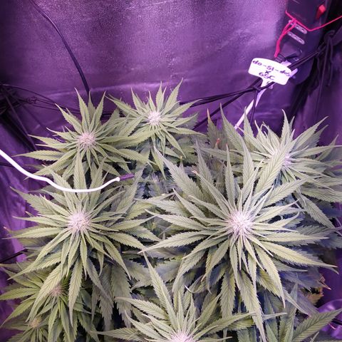 Double Cookies growlog timeline photo