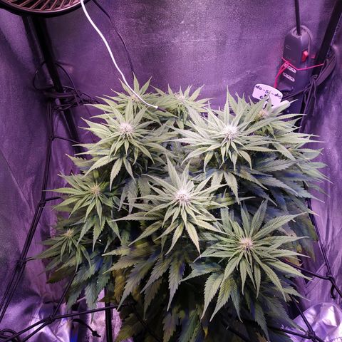 Double Cookies growlog timeline photo