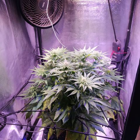 Double Cookies growlog timeline photo