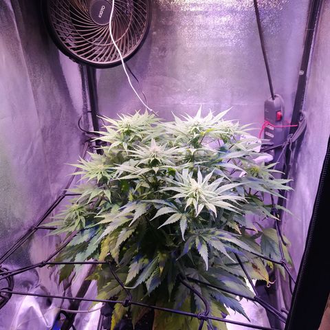 Double Cookies growlog timeline photo