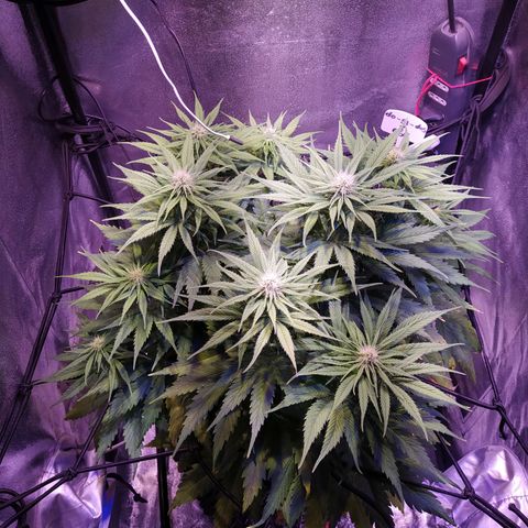 Double Cookies growlog timeline photo