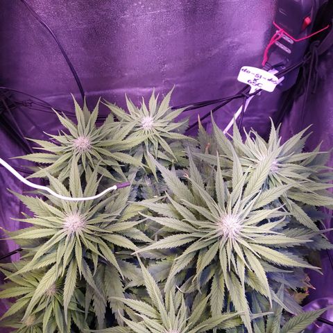 Double Cookies growlog timeline photo