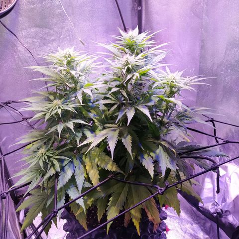 Double Cookies growlog timeline photo