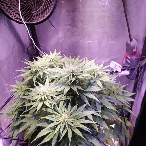 Double Cookies growlog timeline photo