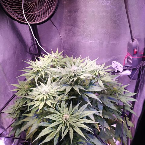 Double Cookies growlog timeline photo