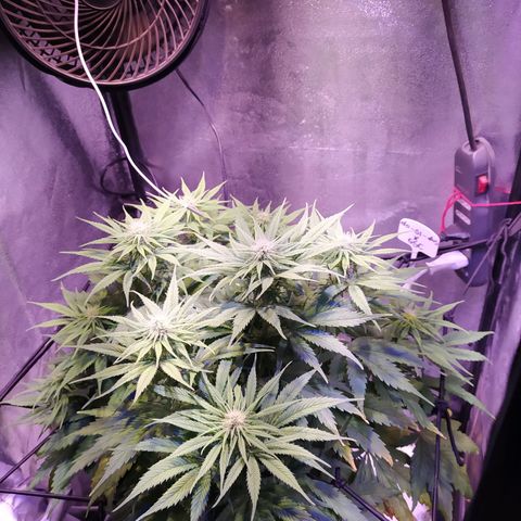 Double Cookies growlog timeline photo