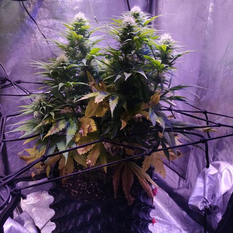 Double Cookies growlog timeline photo
