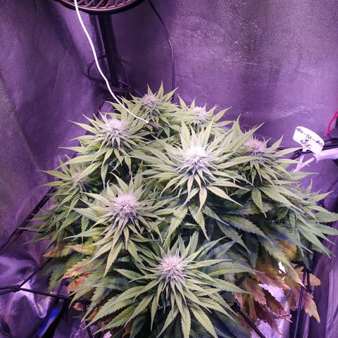 Double Cookies growlog timeline photo