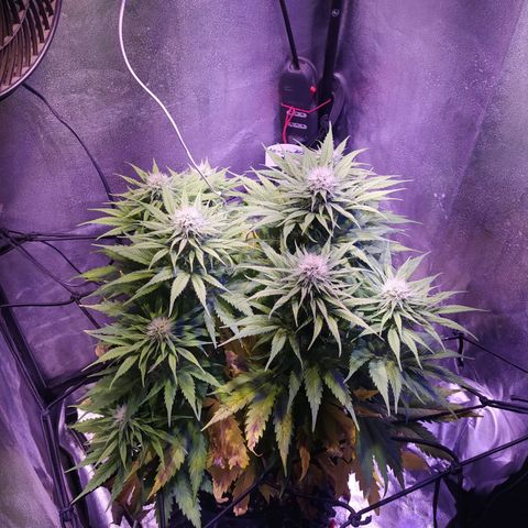 Double Cookies growlog timeline photo