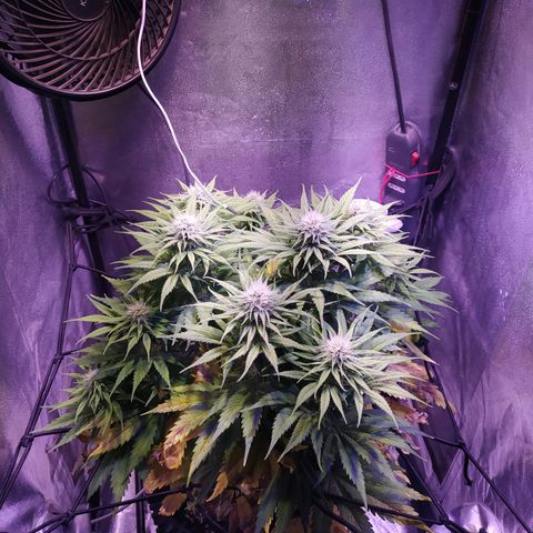 Double Cookies growlog timeline photo