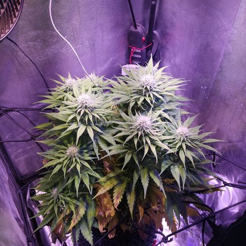 Double Cookies growlog timeline photo