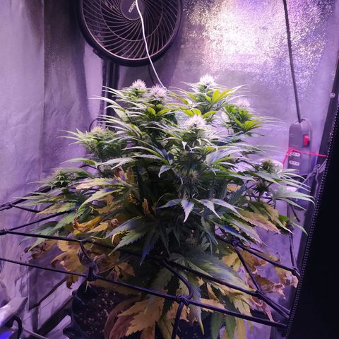 Double Cookies growlog timeline photo